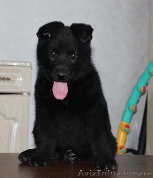 щенок черной немецой овчарки КСУ - <ro>Изображение</ro><ru>Изображение</ru> #2, <ru>Объявление</ru> #778094