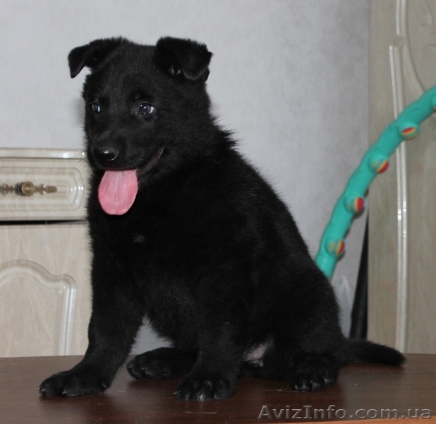 щенок черной немецой овчарки КСУ - <ro>Изображение</ro><ru>Изображение</ru> #3, <ru>Объявление</ru> #778094