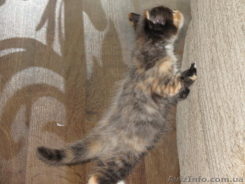 Отдам в добрые руки Красивых котята - <ro>Изображение</ro><ru>Изображение</ru> #3, <ru>Объявление</ru> #765582