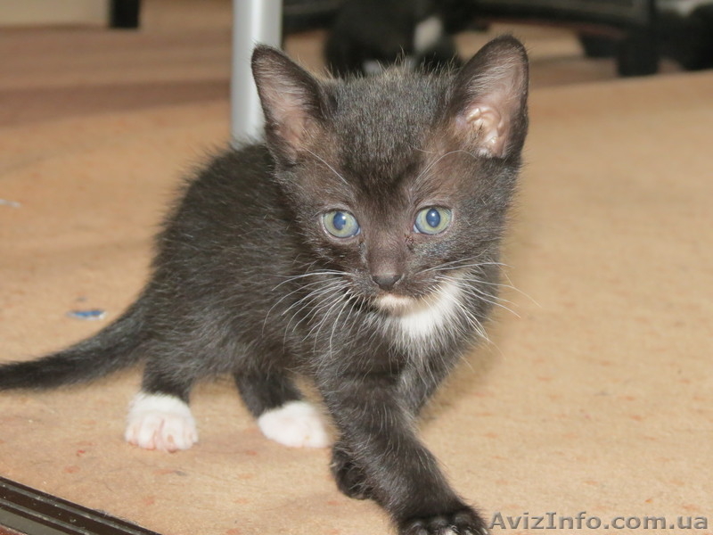 Отдам в добрые руки Красивых котята - <ro>Изображение</ro><ru>Изображение</ru> #4, <ru>Объявление</ru> #765582