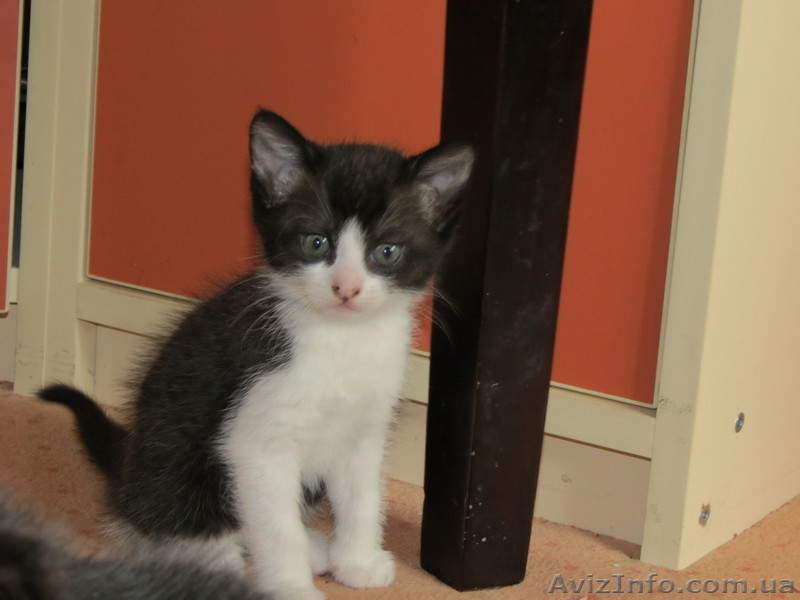 Отдам в добрые руки Красивых котята - <ro>Изображение</ro><ru>Изображение</ru> #6, <ru>Объявление</ru> #765582