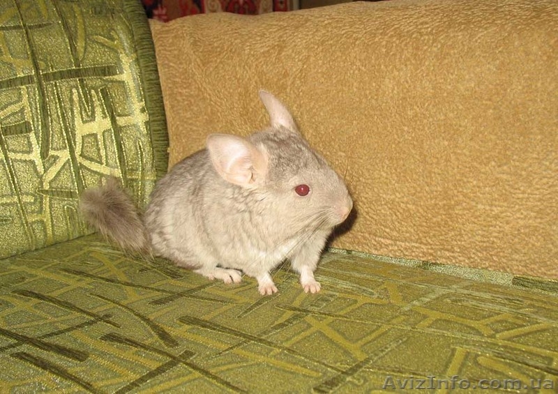 Шиншилла беж, самочка - <ro>Изображение</ro><ru>Изображение</ru> #1, <ru>Объявление</ru> #770338