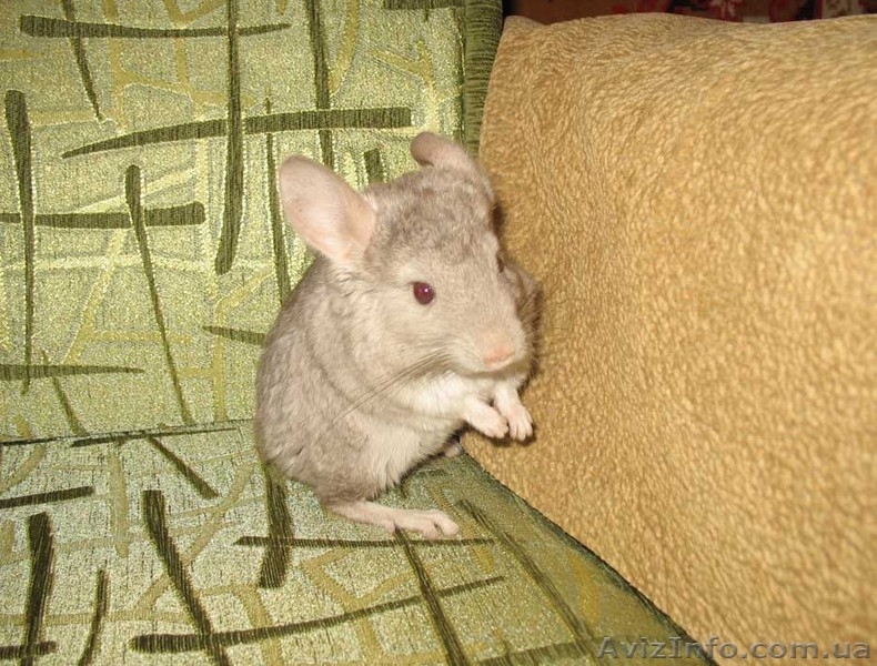 Шиншилла беж, самочка - <ro>Изображение</ro><ru>Изображение</ru> #2, <ru>Объявление</ru> #770338