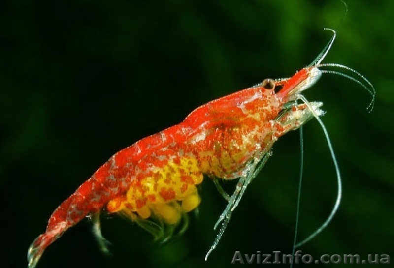 Замороженный и живой Корм для рыб. - <ro>Изображение</ro><ru>Изображение</ru> #3, <ru>Объявление</ru> #767198