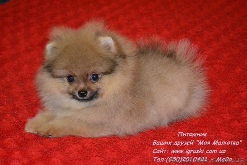 Щенки померанского шпица Vip-Classa! - <ro>Изображение</ro><ru>Изображение</ru> #7, <ru>Объявление</ru> #767679