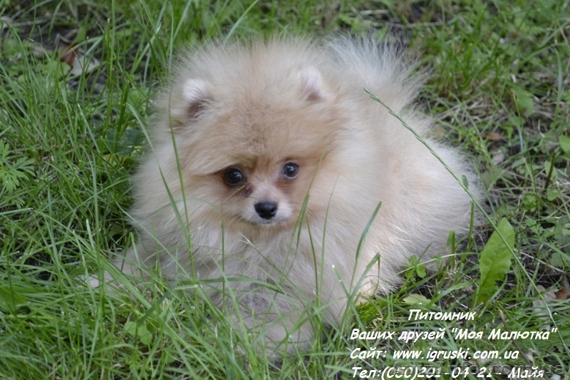 Щенки померанского шпица Vip-Classa! - <ro>Изображение</ro><ru>Изображение</ru> #2, <ru>Объявление</ru> #767679