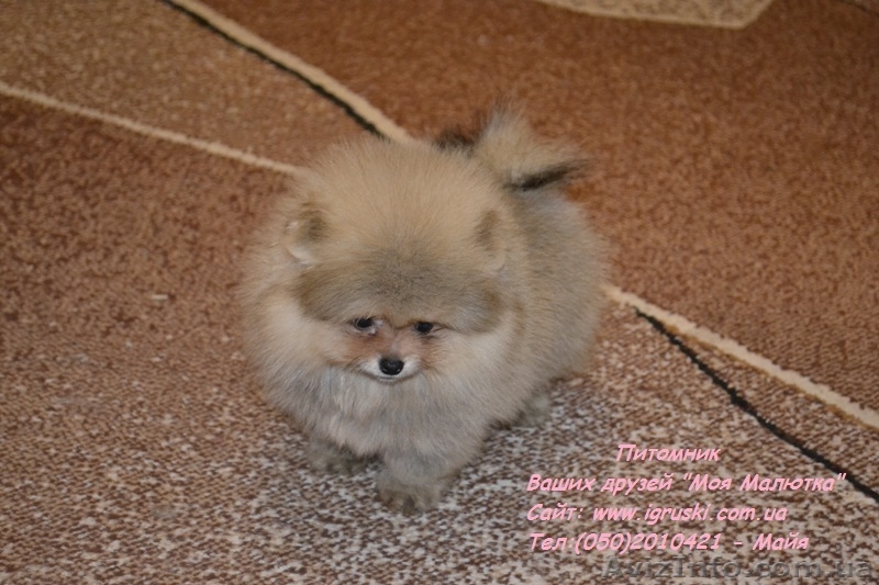 Щенки померанского шпица Vip-Classa! - <ro>Изображение</ro><ru>Изображение</ru> #4, <ru>Объявление</ru> #767679