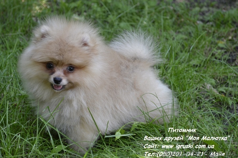 Щенки карликового померанского шпица - <ro>Изображение</ro><ru>Изображение</ru> #1, <ru>Объявление</ru> #770319
