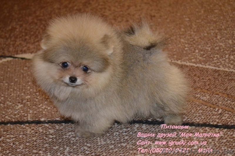 Щенки померанского шпица Vip-Classa! - <ro>Изображение</ro><ru>Изображение</ru> #3, <ru>Объявление</ru> #767679