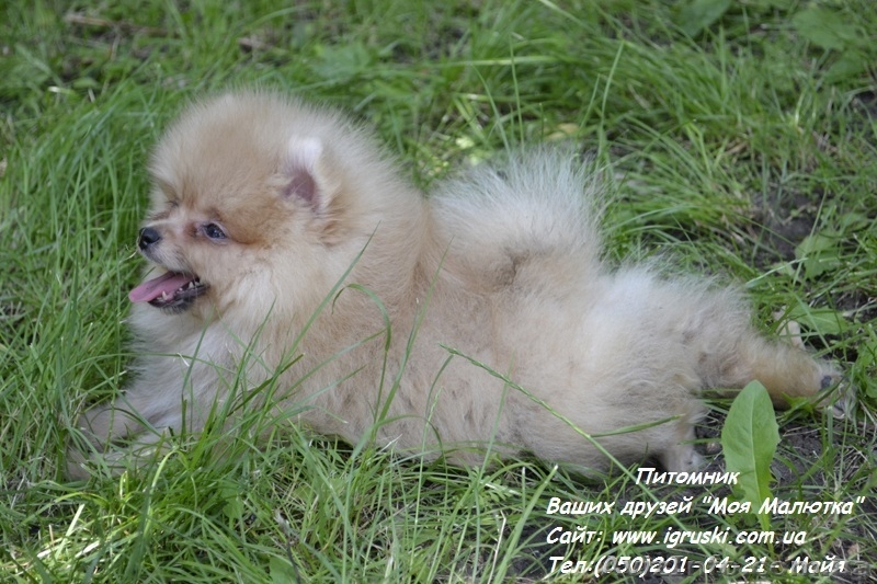 Щенки померанского шпица Vip-Classa! - <ro>Изображение</ro><ru>Изображение</ru> #5, <ru>Объявление</ru> #767679
