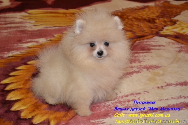 Щенки померанского шпица Vip-Classa! - <ro>Изображение</ro><ru>Изображение</ru> #6, <ru>Объявление</ru> #767679