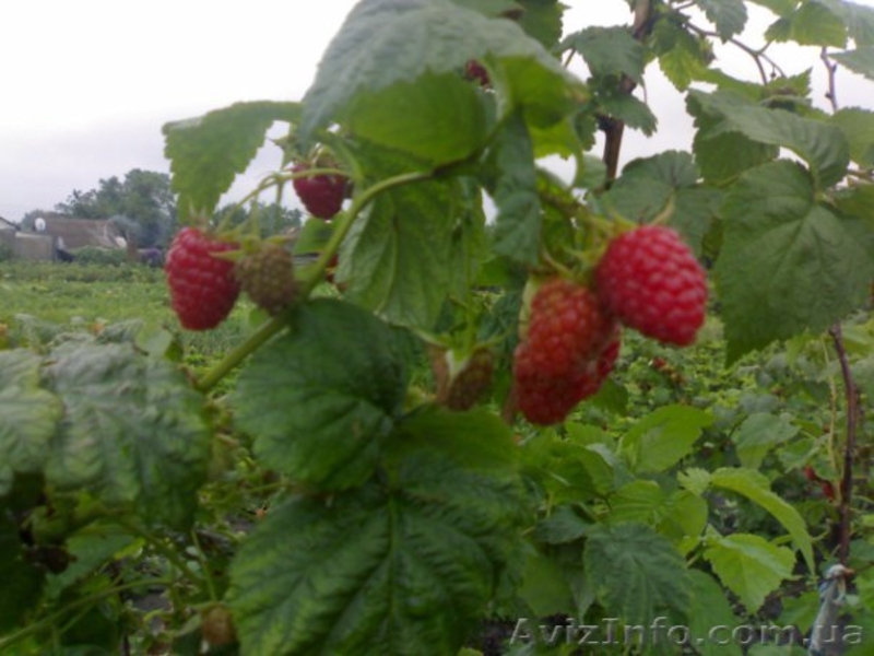 малина,саженцы,покровская,глен ампл,полка,малину саженцы купить,ремонтантная - <ro>Изображение</ro><ru>Изображение</ru> #3, <ru>Объявление</ru> #766609
