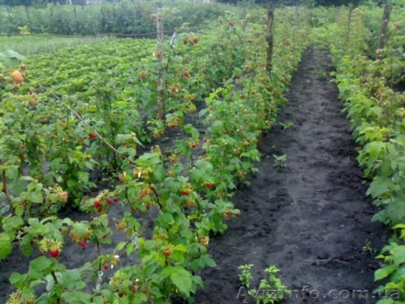 малина,саженцы,покровская,глен ампл,полка,малину саженцы купить,ремонтантная - <ro>Изображение</ro><ru>Изображение</ru> #2, <ru>Объявление</ru> #766609