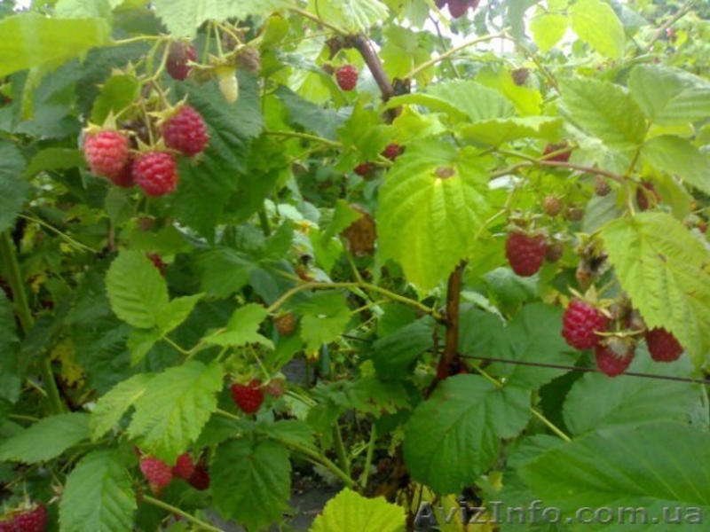 малина,саженцы,покровская,глен ампл,полка,малину саженцы купить,ремонтантная - <ro>Изображение</ro><ru>Изображение</ru> #1, <ru>Объявление</ru> #766609