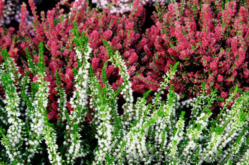 Многолетники оптом на весну 2013 года  - <ro>Изображение</ro><ru>Изображение</ru> #5, <ru>Объявление</ru> #785306