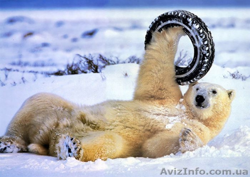 Ремонт колёс,удаление,ремонт шишек.разрывов. - <ro>Изображение</ro><ru>Изображение</ru> #1, <ru>Объявление</ru> #796953