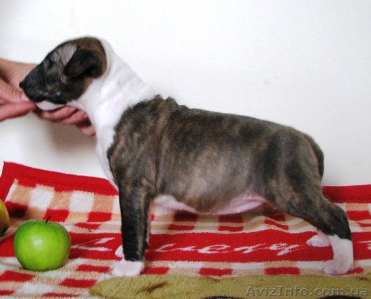 Предлагаются кпродаже щенки Миниатюрного Бультерьра.  - <ro>Изображение</ro><ru>Изображение</ru> #3, <ru>Объявление</ru> #798364