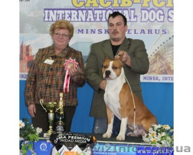 Щенки Девочки Стафики (FCI UKU)  - <ro>Изображение</ro><ru>Изображение</ru> #4, <ru>Объявление</ru> #798366