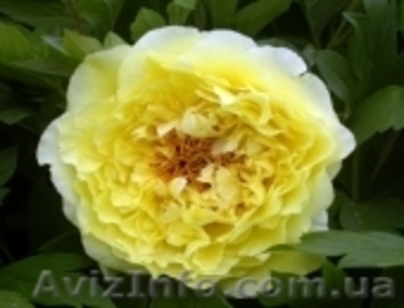 Древовидный пион, травянистый пион, пион Ито – Гибрид  - <ro>Изображение</ro><ru>Изображение</ru> #7, <ru>Объявление</ru> #785304