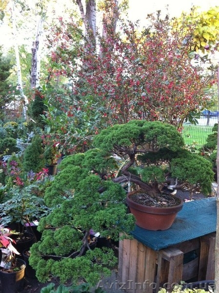 Голубые ели, туи, кустарники, японские ниваки. - <ro>Изображение</ro><ru>Изображение</ru> #9, <ru>Объявление</ru> #785307