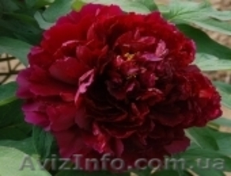 Древовидный пион, травянистый пион, пион Ито – Гибрид  - <ro>Изображение</ro><ru>Изображение</ru> #6, <ru>Объявление</ru> #785304