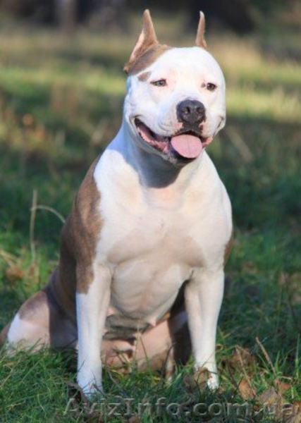 Щенки Девочки Стафики (FCI UKU)  - <ro>Изображение</ro><ru>Изображение</ru> #6, <ru>Объявление</ru> #798366