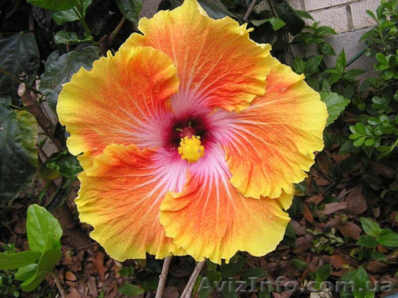 Лиственный кустарник на весну 2013 года – ОПТОМ  - <ro>Изображение</ro><ru>Изображение</ru> #3, <ru>Объявление</ru> #785302