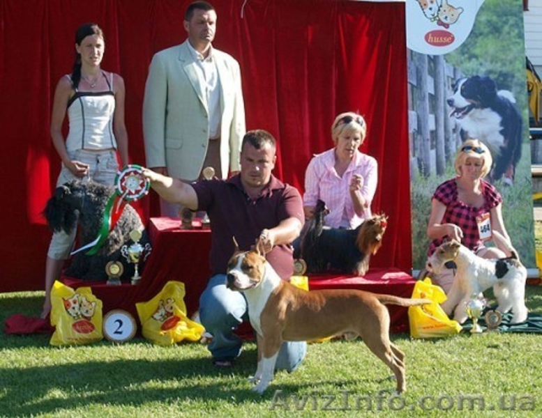 Щенки Девочки Стафики (FCI UKU)  - <ro>Изображение</ro><ru>Изображение</ru> #5, <ru>Объявление</ru> #798366