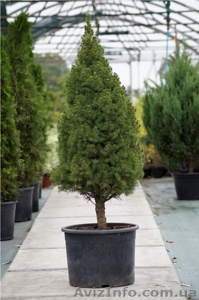 Голубые ели, туи, кустарники, японские ниваки. - <ro>Изображение</ro><ru>Изображение</ru> #3, <ru>Объявление</ru> #785307