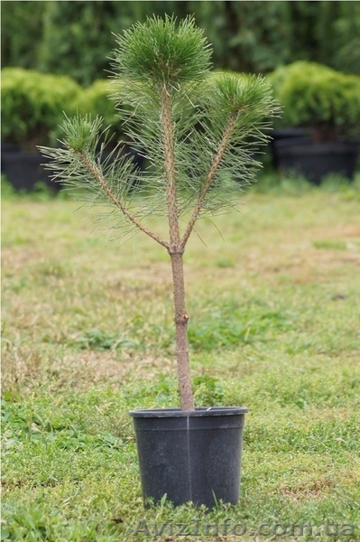 Голубые ели, туи, кустарники, японские ниваки. - <ro>Изображение</ro><ru>Изображение</ru> #4, <ru>Объявление</ru> #785307