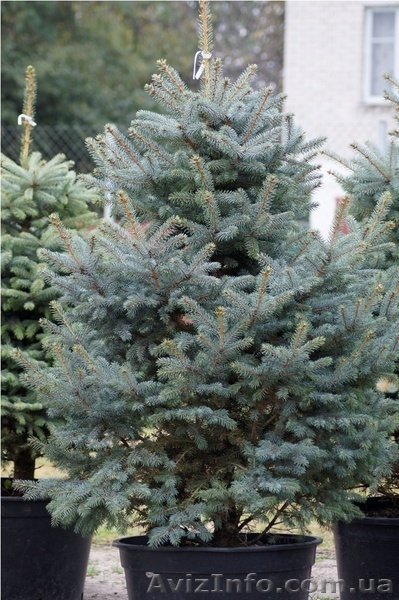 Голубые ели, туи, кустарники, японские ниваки. - <ro>Изображение</ro><ru>Изображение</ru> #5, <ru>Объявление</ru> #785307