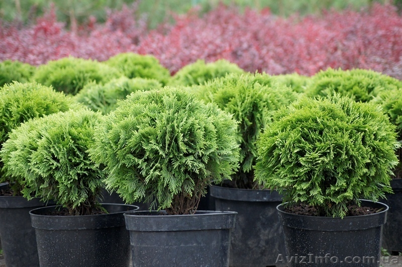 Голубые ели, туи, кустарники, японские ниваки. - <ro>Изображение</ro><ru>Изображение</ru> #6, <ru>Объявление</ru> #785307