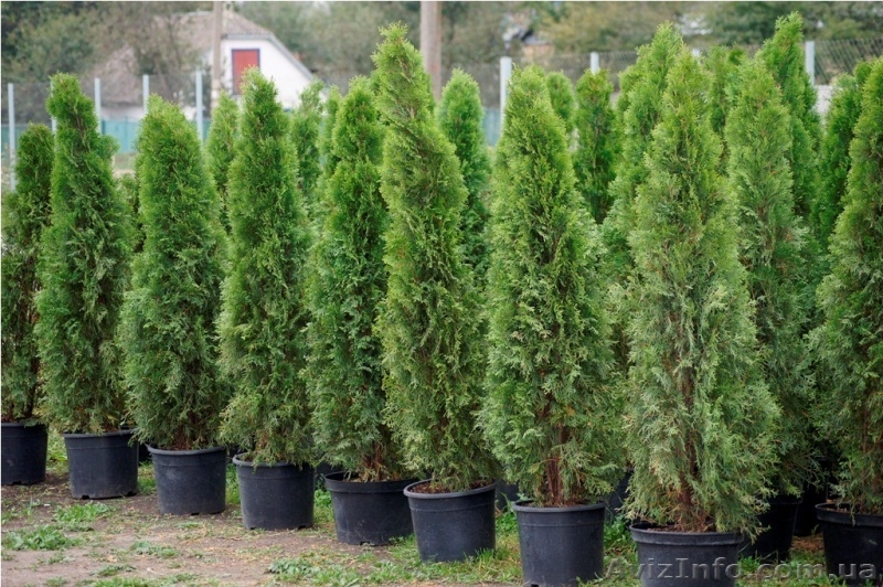 Голубые ели, туи, кустарники, японские ниваки. - <ro>Изображение</ro><ru>Изображение</ru> #7, <ru>Объявление</ru> #785307