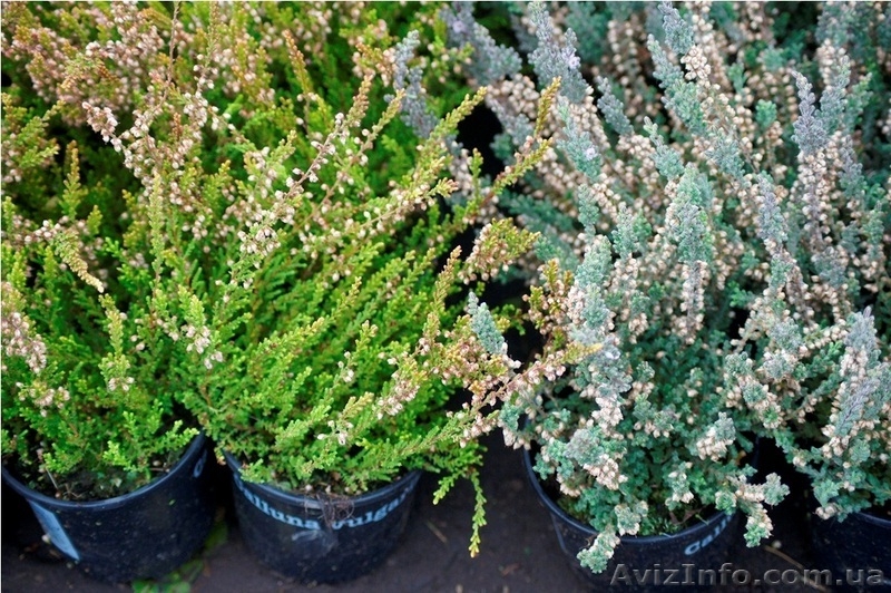 Многолетники оптом на весну 2013 года  - <ro>Изображение</ro><ru>Изображение</ru> #1, <ru>Объявление</ru> #785306