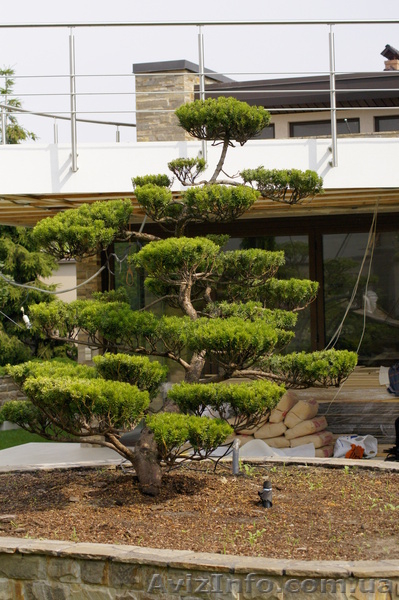 Японские бонсаи и ниваки - <ro>Изображение</ro><ru>Изображение</ru> #4, <ru>Объявление</ru> #785298