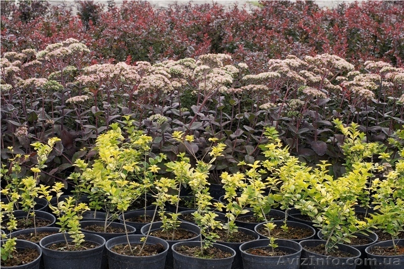 Многолетники оптом на весну 2013 года  - <ro>Изображение</ro><ru>Изображение</ru> #2, <ru>Объявление</ru> #785306