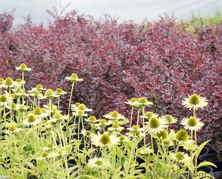 Многолетники оптом на весну 2013 года  - <ro>Изображение</ro><ru>Изображение</ru> #3, <ru>Объявление</ru> #785306