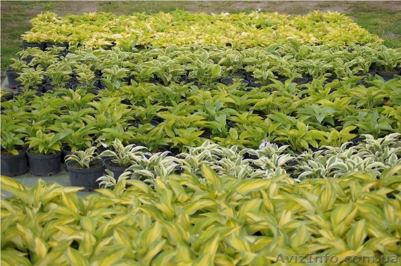 Многолетники оптом на весну 2013 года  - <ro>Изображение</ro><ru>Изображение</ru> #4, <ru>Объявление</ru> #785306