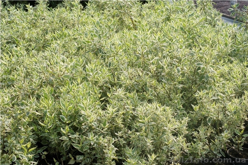 Лиственный кустарник на весну 2013 года – ОПТОМ  - <ro>Изображение</ro><ru>Изображение</ru> #4, <ru>Объявление</ru> #785302