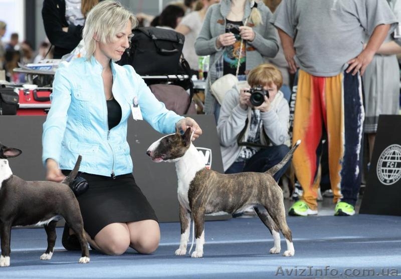 Предлагаются кпродаже щенки Миниатюрного Бультерьра.  - <ro>Изображение</ro><ru>Изображение</ru> #8, <ru>Объявление</ru> #798364