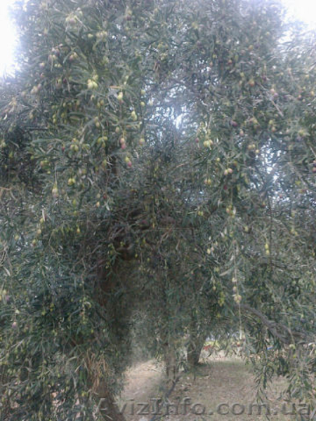 Оливковое масло - <ro>Изображение</ro><ru>Изображение</ru> #2, <ru>Объявление</ru> #789548