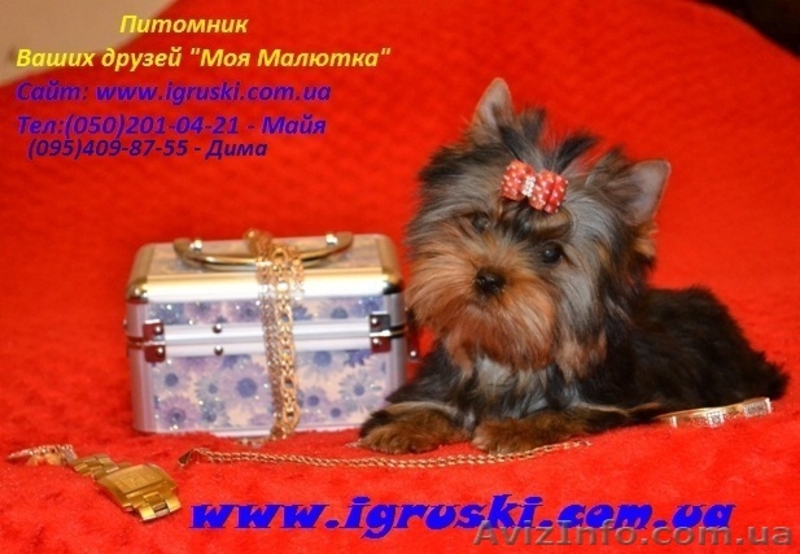 Элитные щеночки йоркширского терьера шоу-класса. - <ro>Изображение</ro><ru>Изображение</ru> #1, <ru>Объявление</ru> #784698