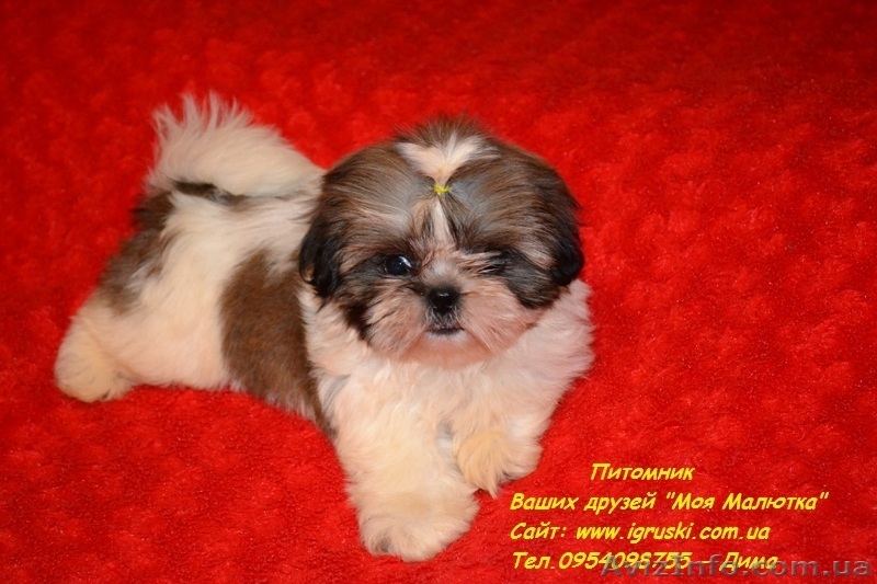Кукольные щеночки ши-тцу! - <ro>Изображение</ro><ru>Изображение</ru> #5, <ru>Объявление</ru> #787174