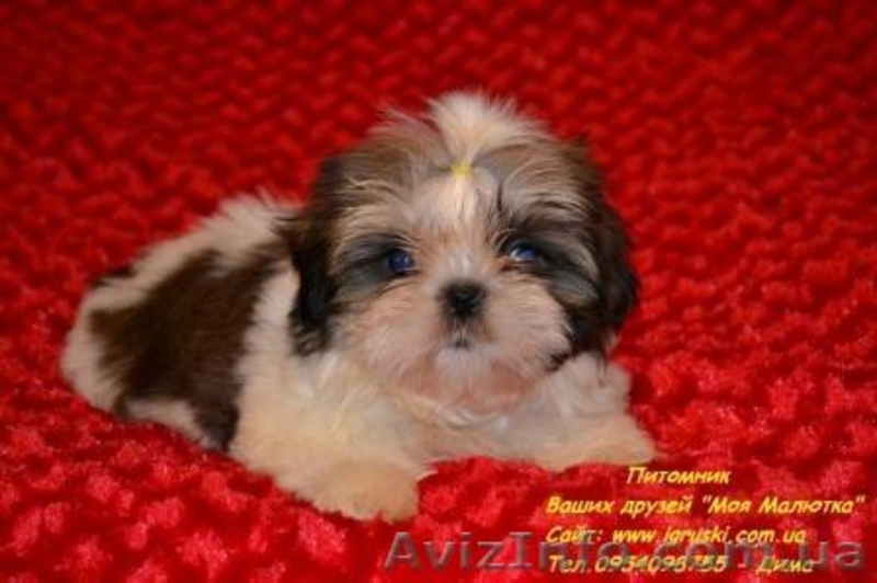 Кукольные щеночки ши-тцу! - <ro>Изображение</ro><ru>Изображение</ru> #1, <ru>Объявление</ru> #787174