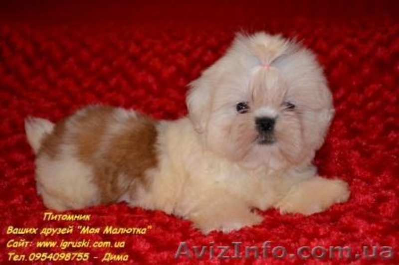 Кукольные щеночки ши-тцу! - <ro>Изображение</ro><ru>Изображение</ru> #2, <ru>Объявление</ru> #787174