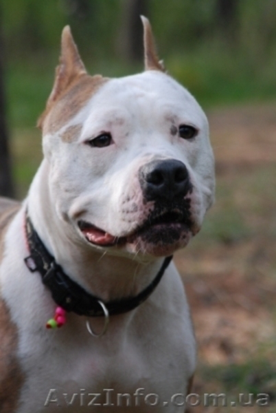 Щенки Девочки Стафики (FCI UKU)  - <ro>Изображение</ro><ru>Изображение</ru> #7, <ru>Объявление</ru> #798366