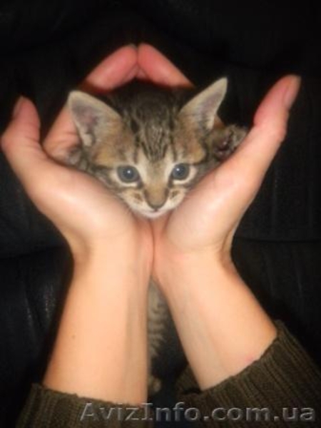 Очаровательные котята - <ro>Изображение</ro><ru>Изображение</ru> #4, <ru>Объявление</ru> #789509