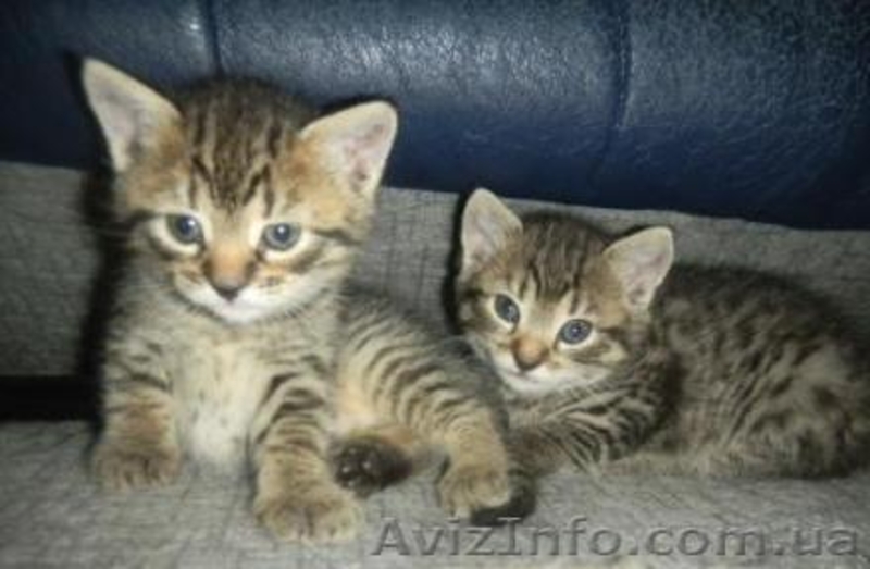 Очаровательные котята - <ro>Изображение</ro><ru>Изображение</ru> #1, <ru>Объявление</ru> #789509