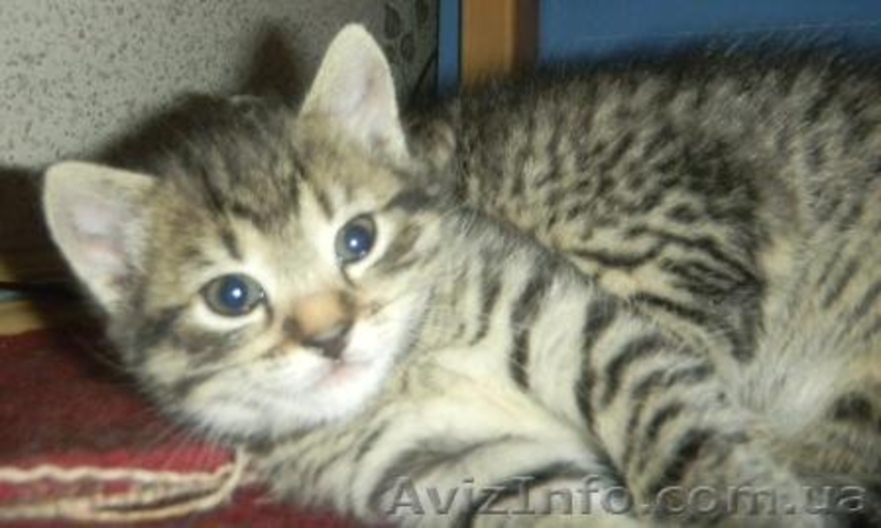 Очаровательные котята - <ro>Изображение</ro><ru>Изображение</ru> #2, <ru>Объявление</ru> #789509