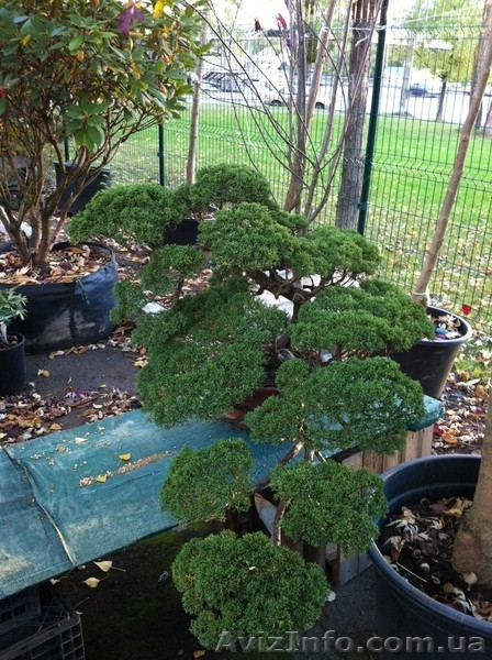 Японские бонсаи и ниваки - <ro>Изображение</ro><ru>Изображение</ru> #3, <ru>Объявление</ru> #785298